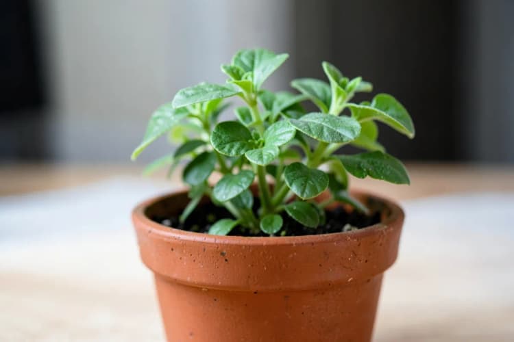 Uma planta crescendo em um vaso sobre uma mesa, com luz suave incidindo sobre ela, representando o crescimento pessoal e o controle da ansiedade.